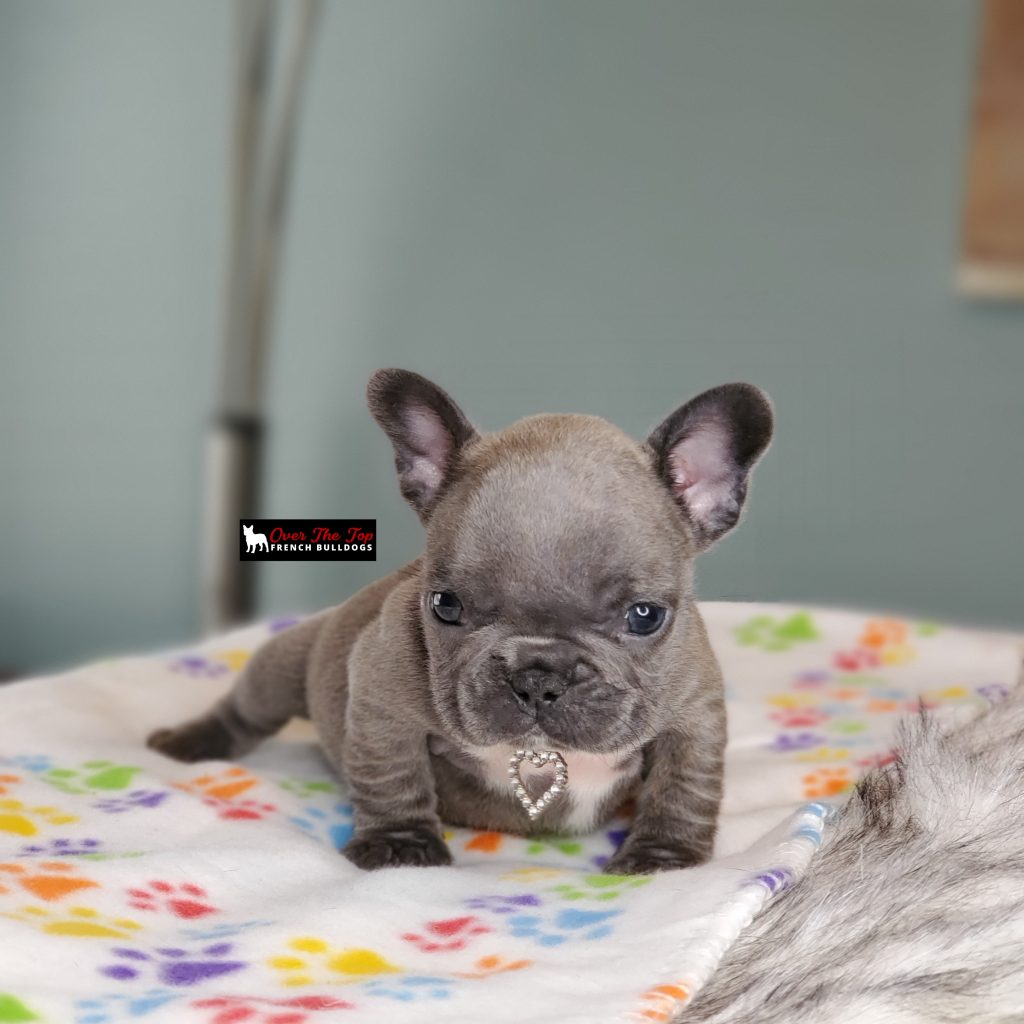 New blue puppy available! - Over The Top French Bulldogs