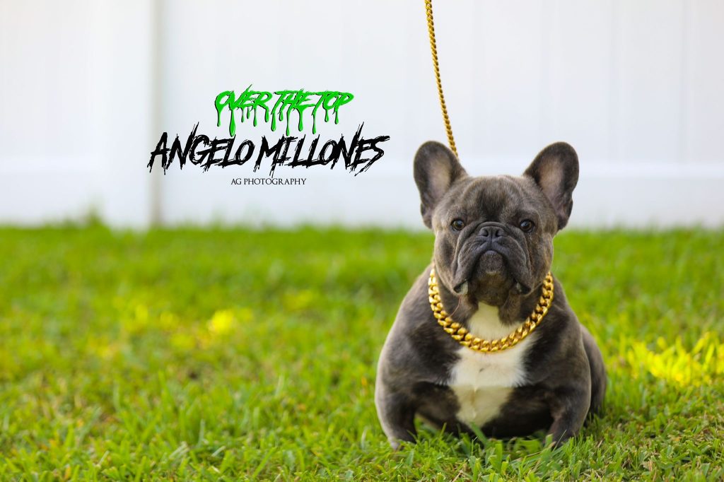 Angelo Millones Over The Top French Bulldogs